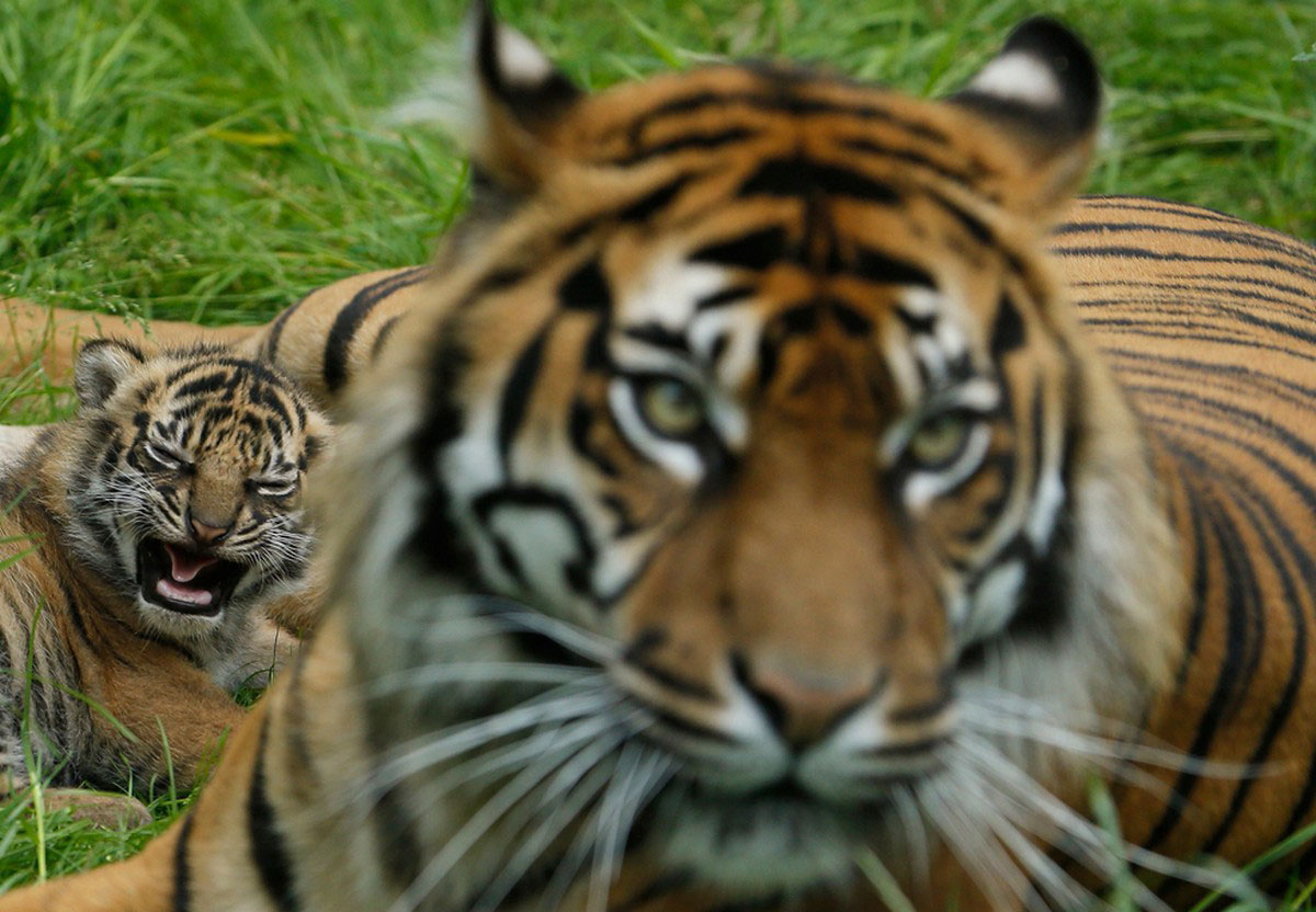 Суматранские тигры