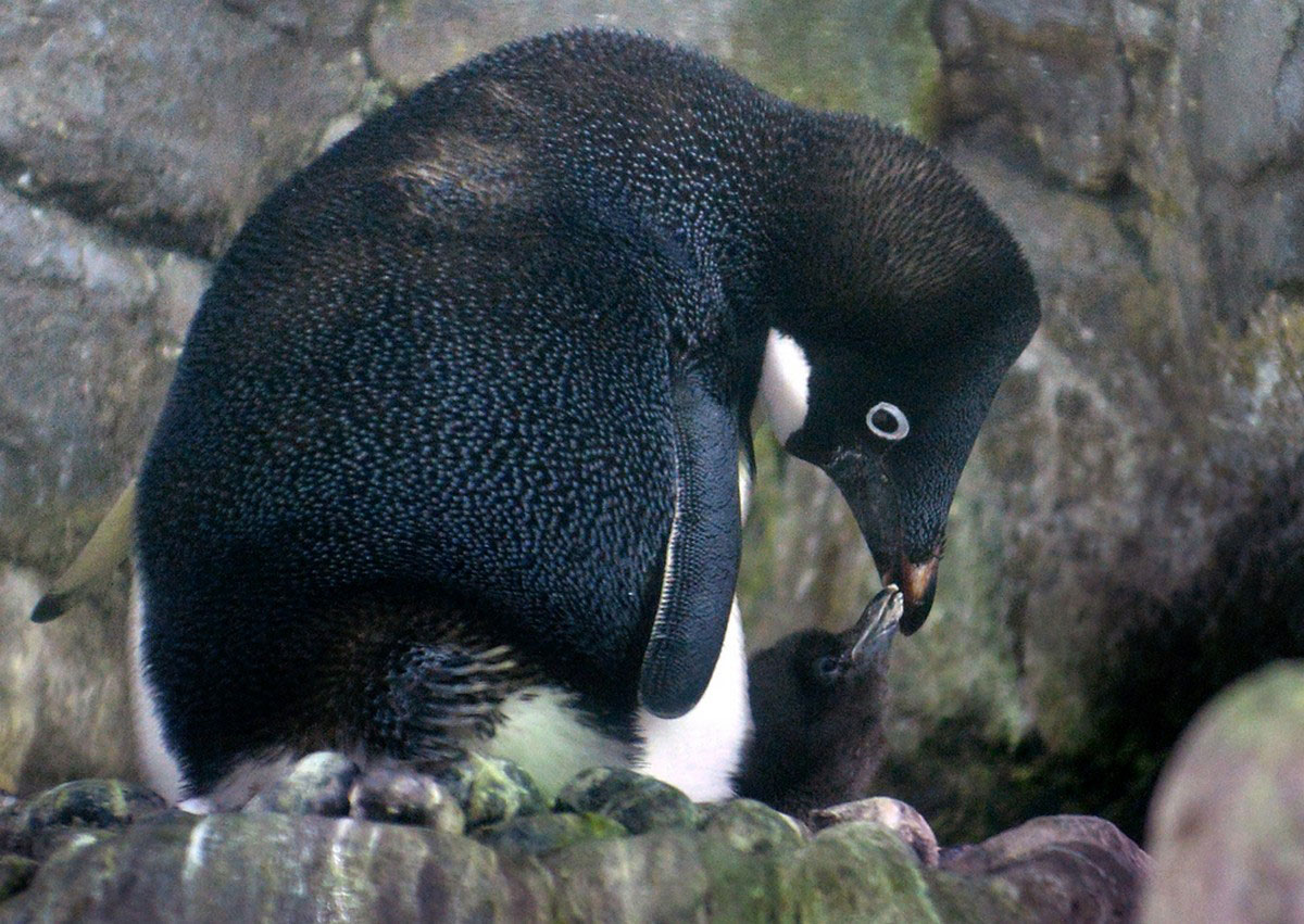 пингвины Адели