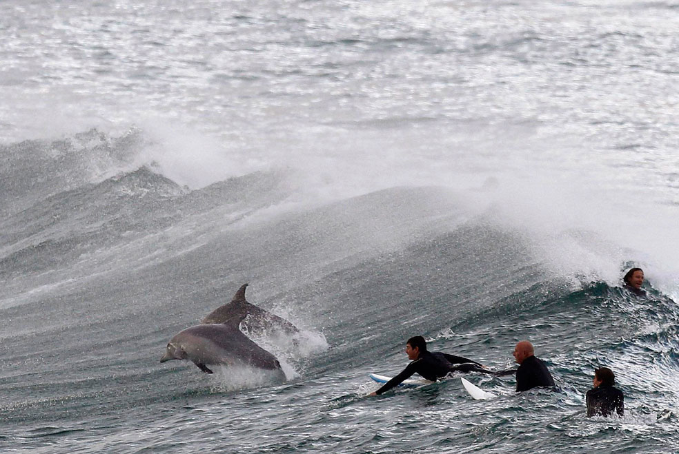 серфингисты с дельфинами, фото