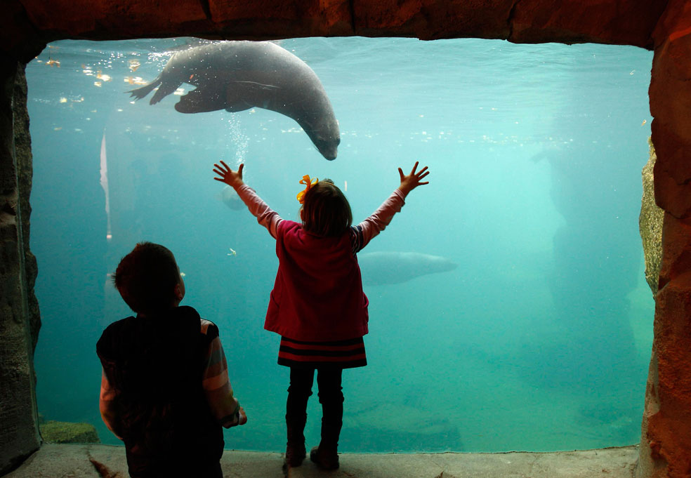 Дети смотрят на морского льва, фото