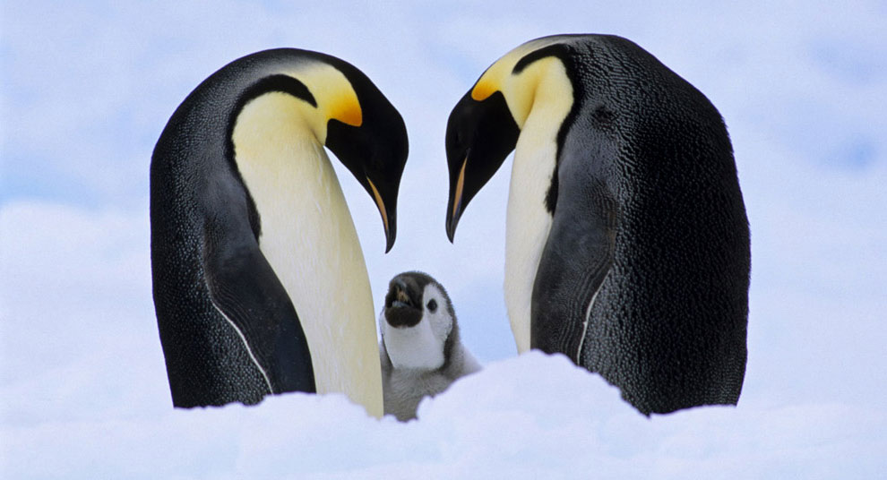 пингвины, фото