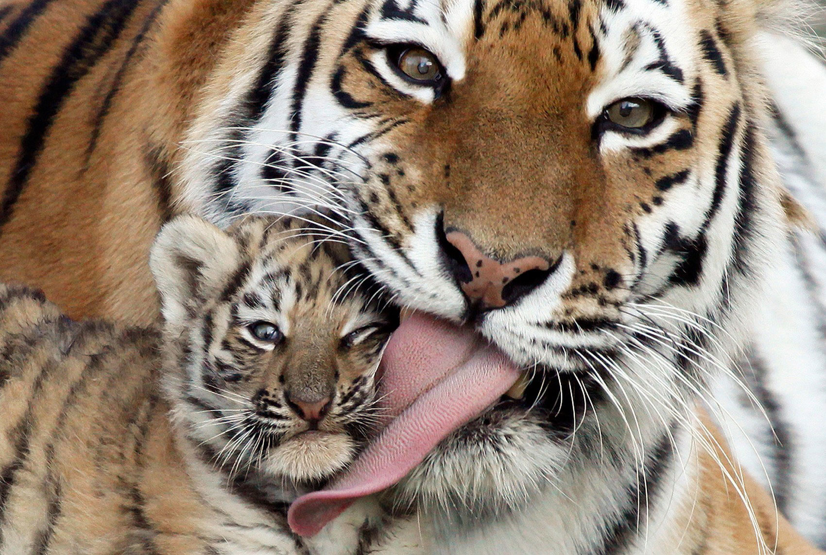 Самка амурского тигра с детенышем