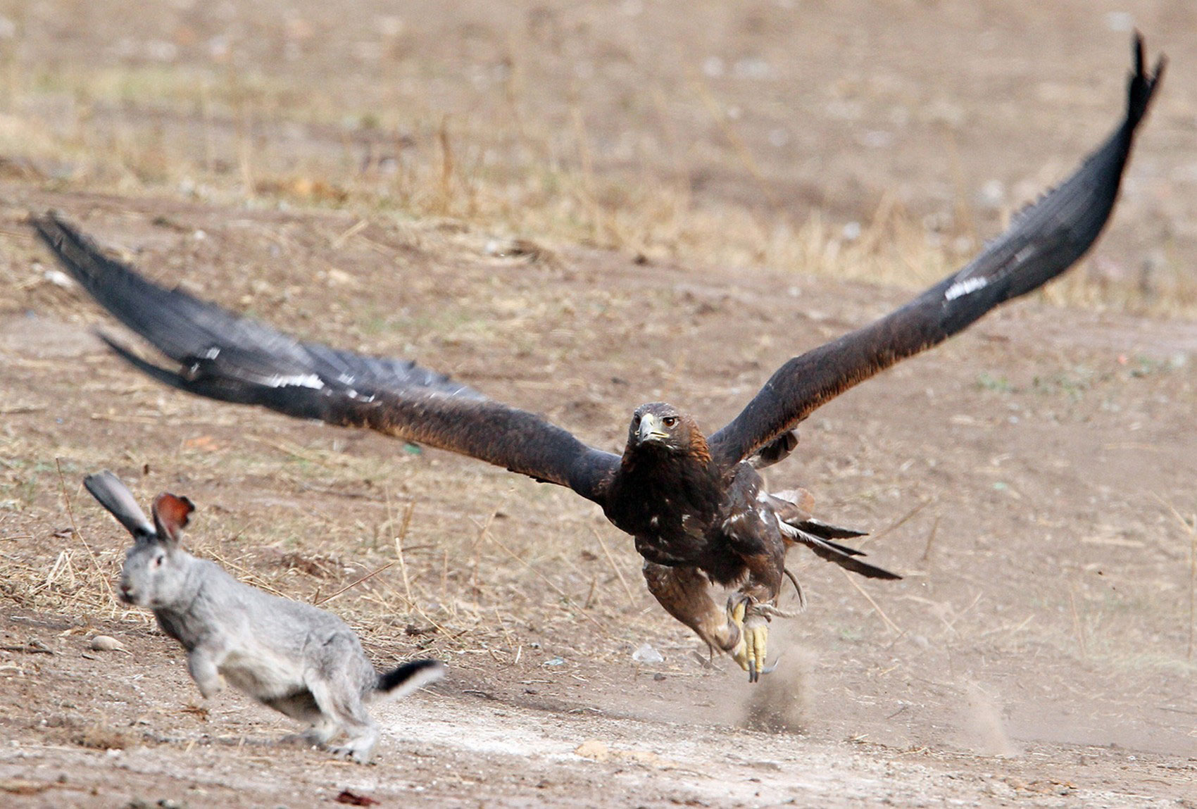 орел охотится на зайца, фото