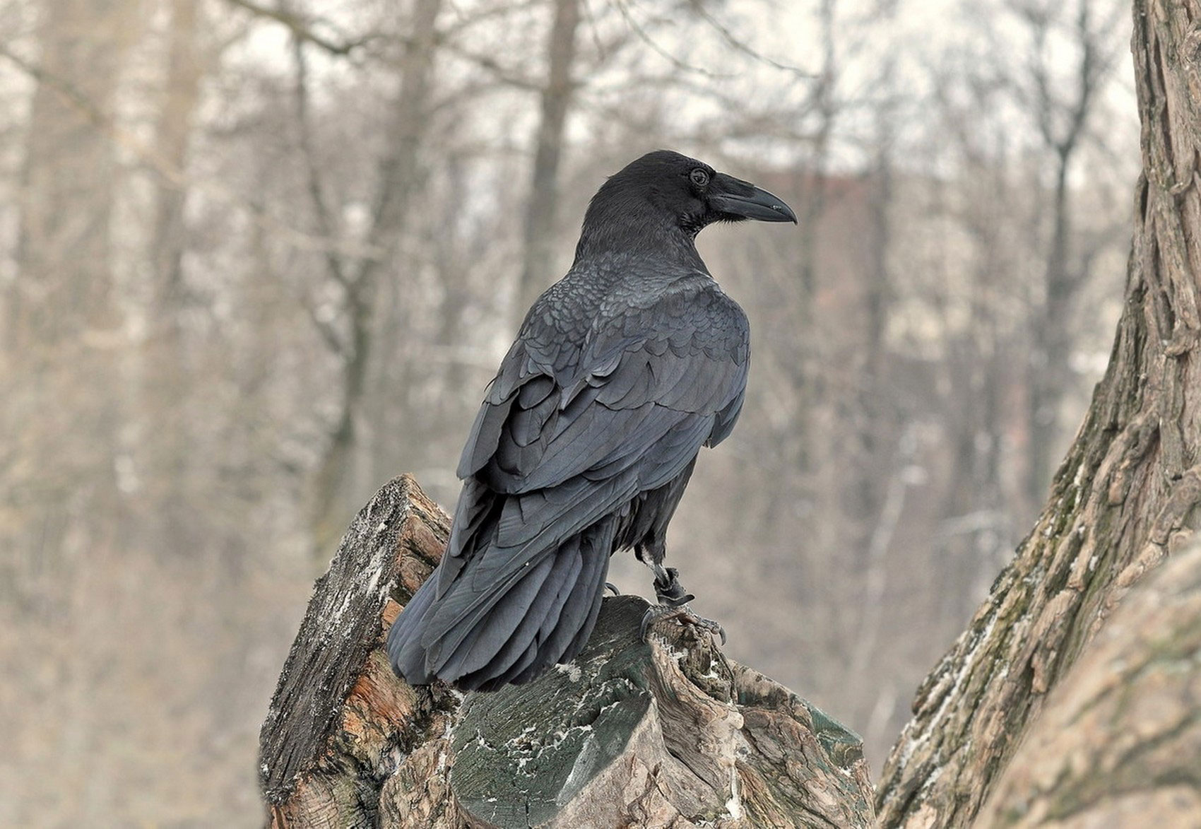 Черный ворон, фото животного мира