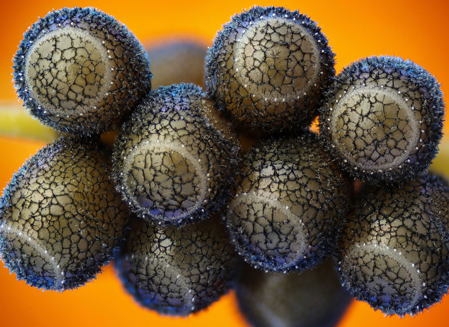 Яйца жука-вонючки, фото под микроскопом