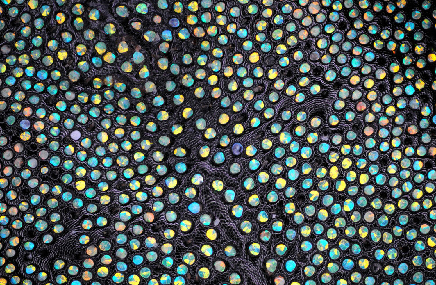 чешуя долгоносика, фото под микроскопом