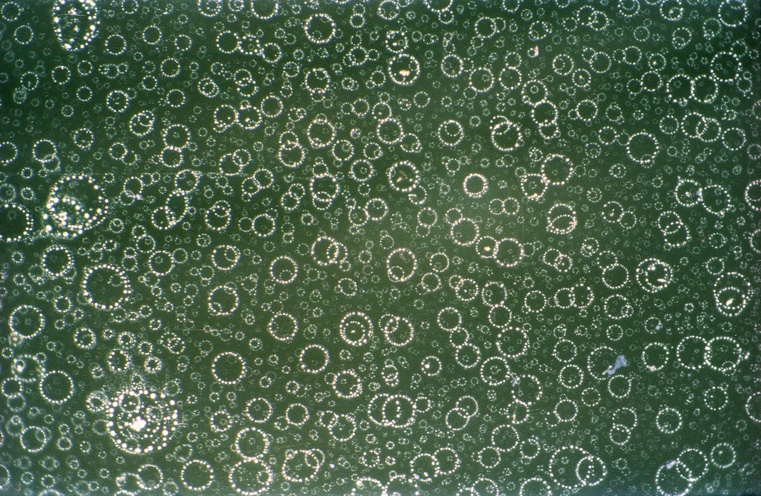 Живые организмы, фото под микроскопом