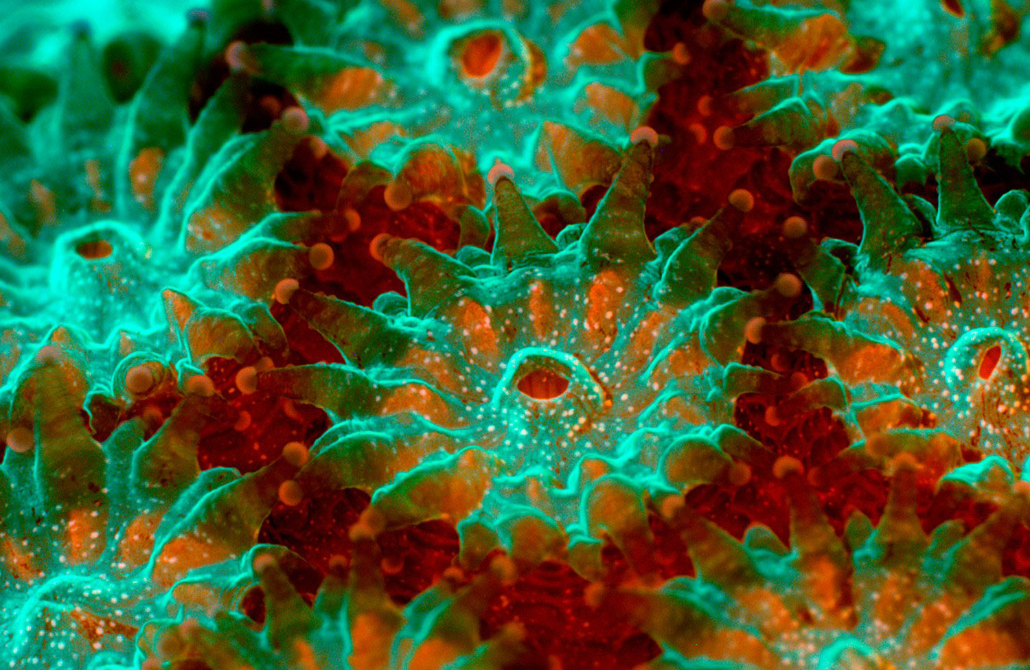 Коралл Montastraea, фото под микроскопом