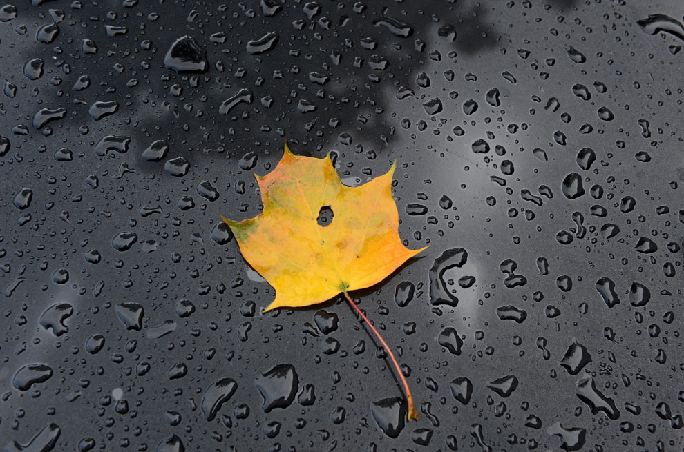 мокрый лист осенью, фото