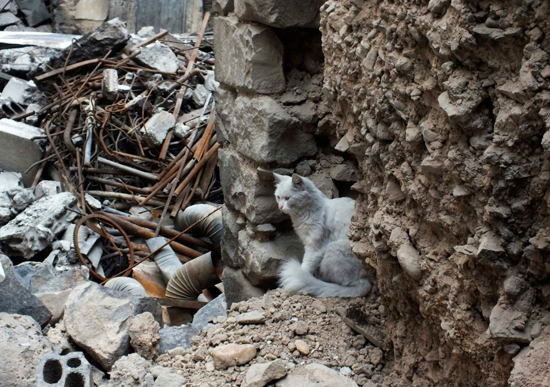 Кошка на руинах в Хомсе, фото, Сирия